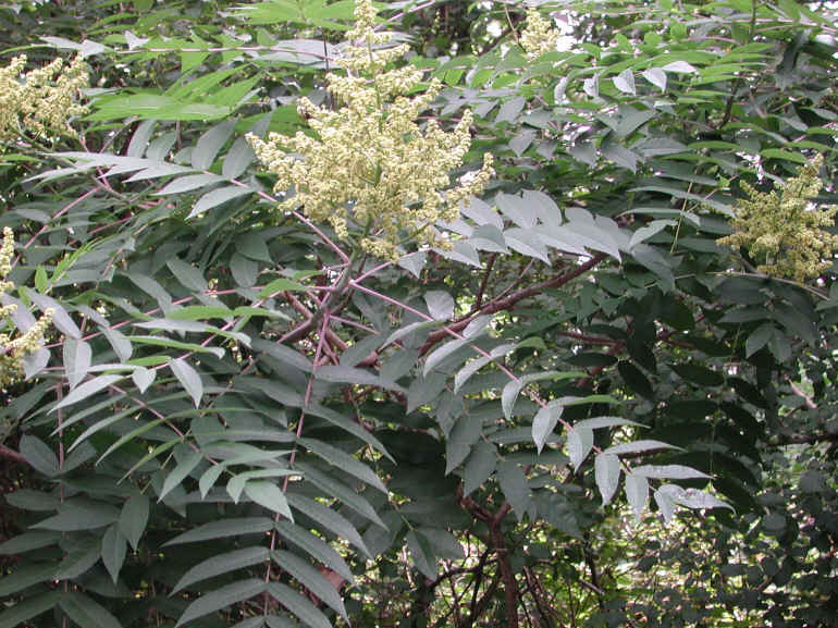 Sumac (Rhus glabra) - 06
