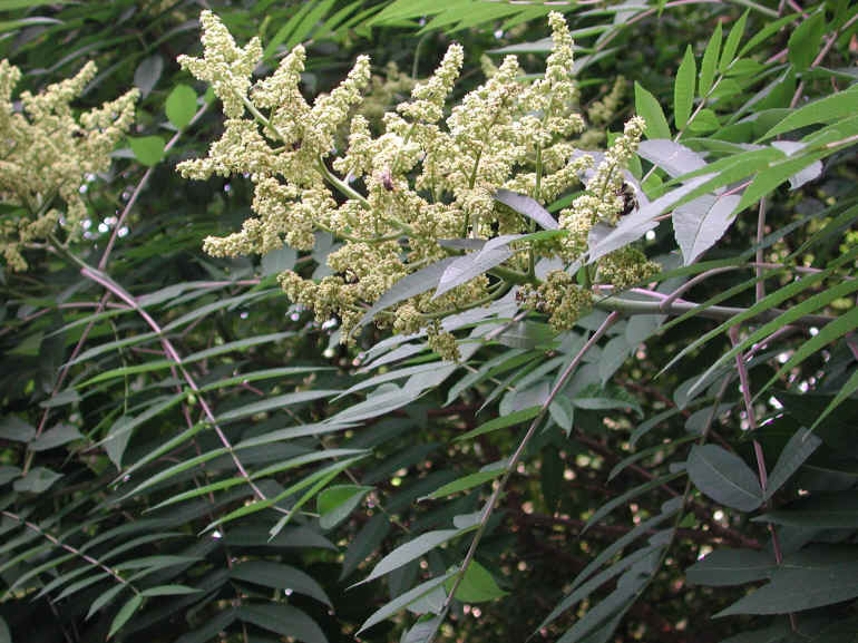 Sumac (Rhus glabra) - 07