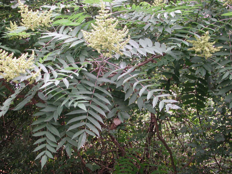 0Sumac (Rhus glabra) - 08