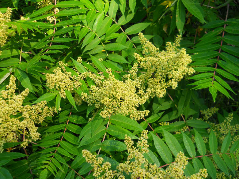 Sumac (Rhus glabra) - 11