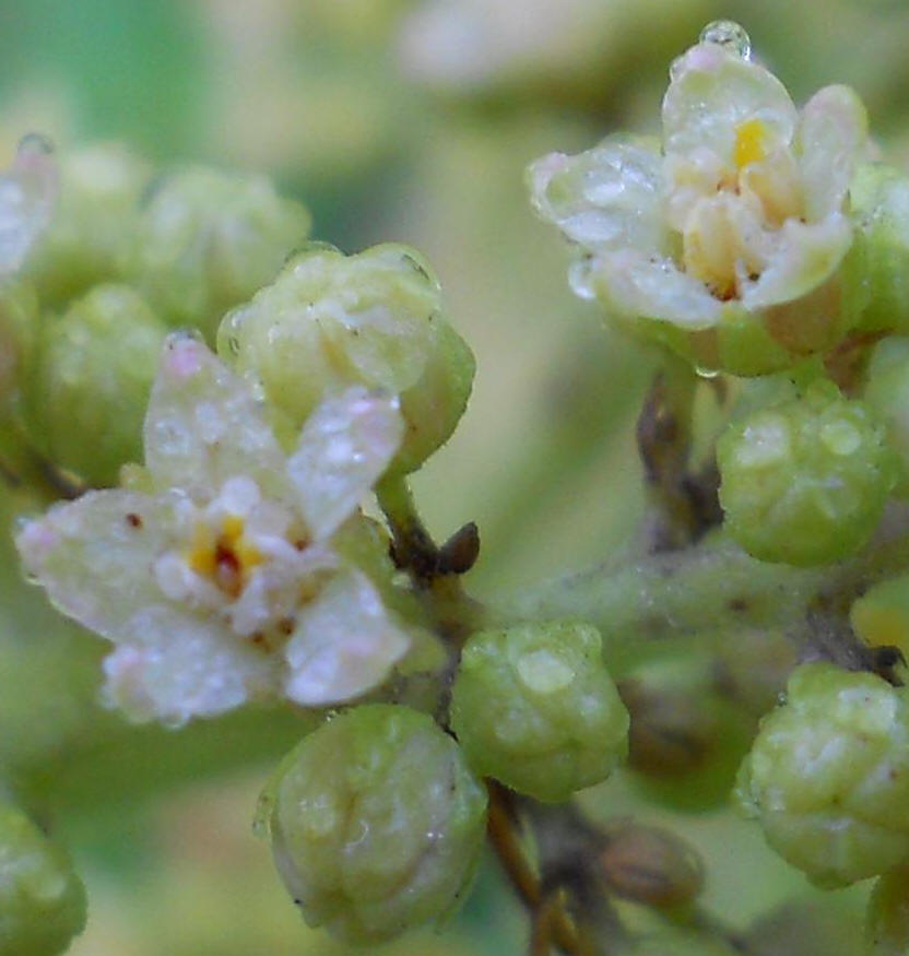 Sumac (Rhus glabra) - 12