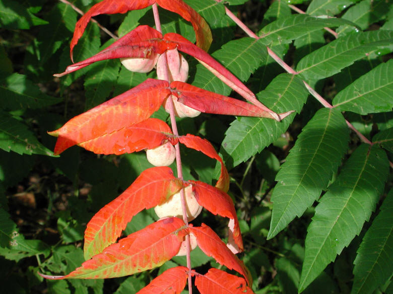 Sumac (Rhus glabra) - 14
