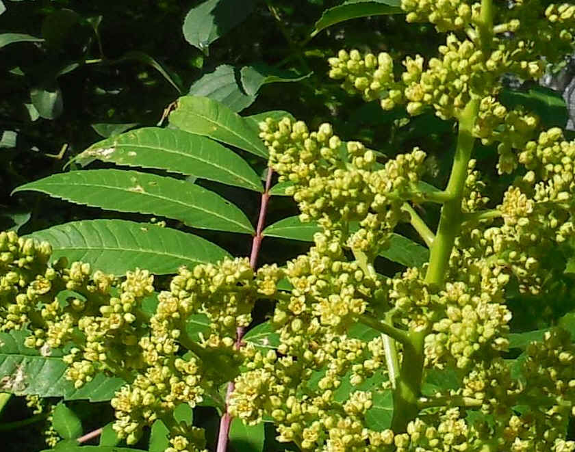 Sumac (Rhus glabra) - 17a