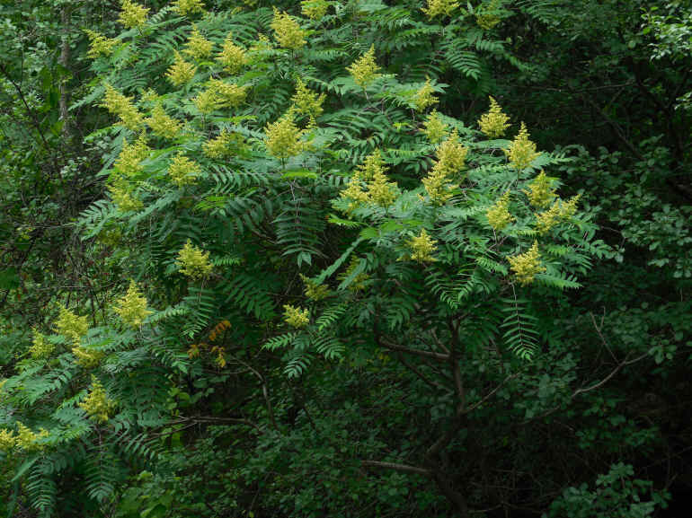 Sumac (Rhus glabra) - 21