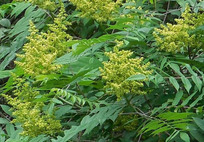 Sumac (Rhus glabra) - 21a