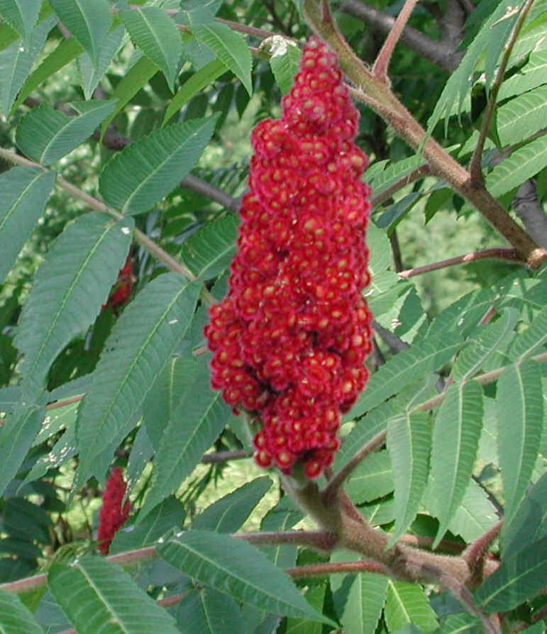 Staghorn Sumac (Rhus typhina) 01a Flowering Trees, Bushes and