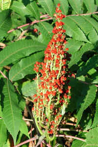 Sumac, Staghorn (Rhus typhina) - 05a
