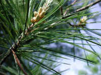 White Pine (Pinus strobus) - 01
