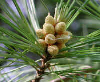 White Pine (Pinus strobus) - 02
