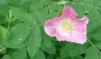 Wild Rose (Rosa carolina L. ) - 03