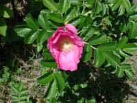 Wild Rose, Rosa Rugosa - 05