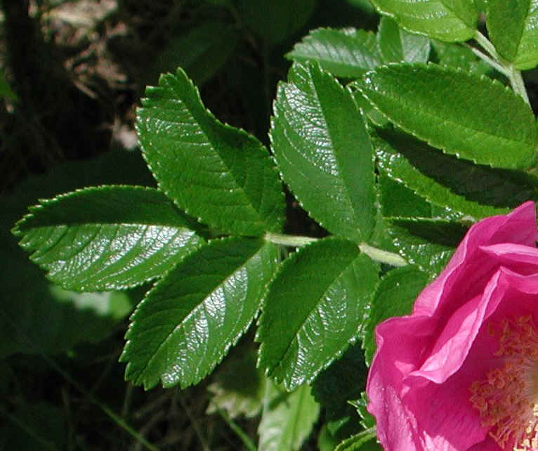 Wild Rose (Rosa Rugosa) - 05a