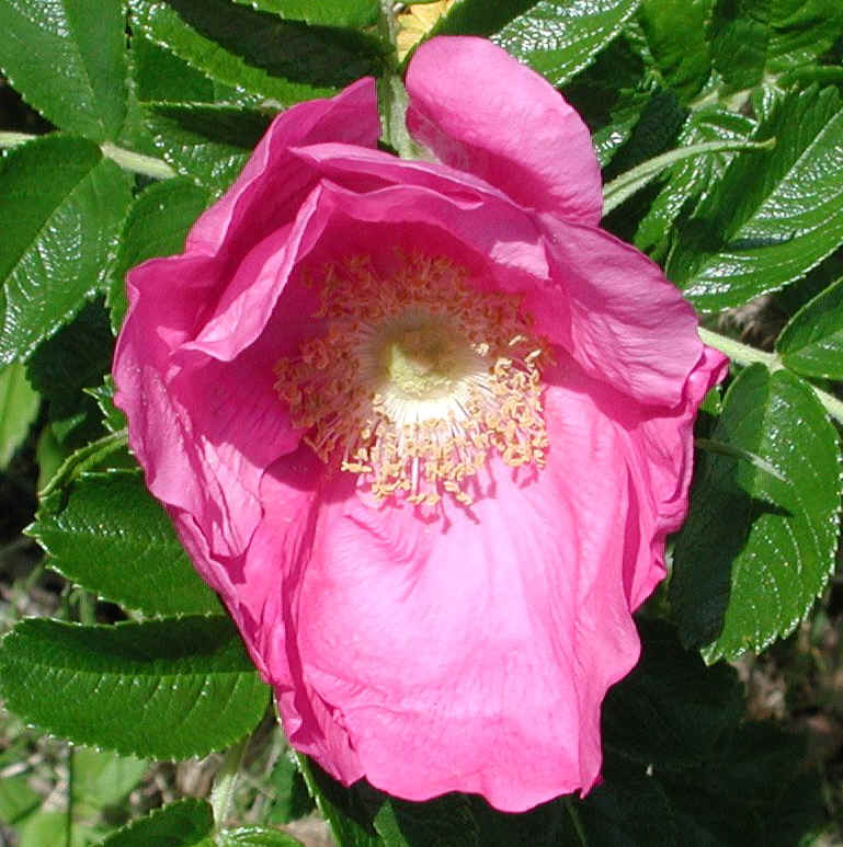 Wild Rose (Rosa Rugosa) - 05b