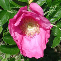 Wild Rose, Rosa Rugosa - 05b