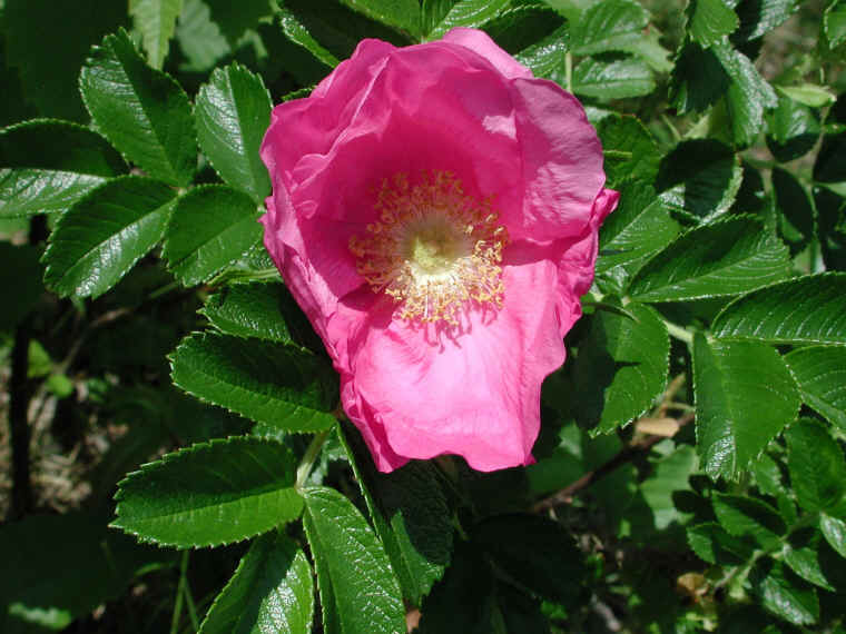 Wild Rose (Rosa Rugosa) - 06