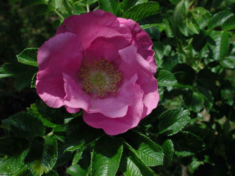 Wild Rose (Rosa Rugosa) - 09