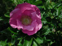 Wild Rose, Rosa Rugosa - 09