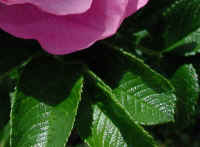 Wild Rose, Rosa Rugosa - 09a