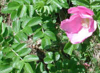 Wild Rose, Rosa Rugosa - 10a