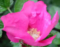 Wild Rose, Rosa Rugosa - 03