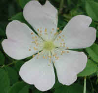 Wild Rose, Small White Rambling (Rosa multiflora) - 08a
