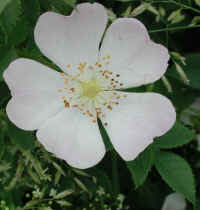 Wild Rose, Small White Rambling (Rosa multiflora) - 09