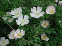 Wild Rose, Small White Rambling (Rosa multiflora) - 10