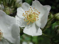 Wild Rose, Small White Rambling (Rosa multiflora) - 01