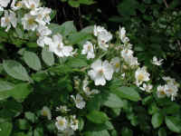 Wild Rose, Small White (Rosa multiflora)