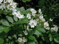 Wild Rose, Small White Rambling (Rosa multiflora) - 02