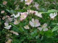 Wild Rose, Small Pink Rambling (Rosa multiflora) - 11