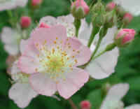 Wild Rose, Small Pink Rambling (Rosa multiflora) - 06