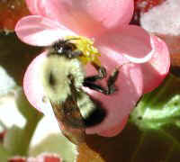 Bumble Bees (Bombus)