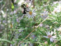 Bumble Bee (Bombus) - 03