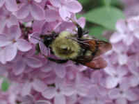 Bumble Bee (Bombus) - 08