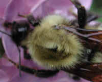 Bumble Bee (Bombus) - 08a