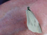 Butterfly, Cabbage White - 06