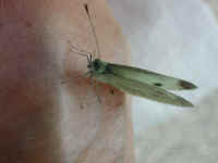 Butterfly, Cabbage White - 11
