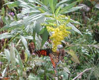 Monarch Butterfly (Danaus plexippus) - 01
