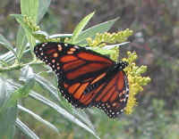 Butterfly - Monarch (Danaus plexippus)