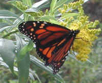 Monarch Butterfly (Danaus plexippus) - 06