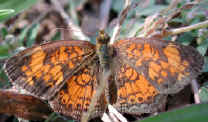 Pearl Crescent Butterfly (Phyciodes tharos) - 02a