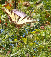 Tiger Swallowtail (Papilio glaucas) - 01