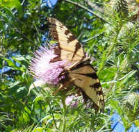 Tiger Swallowtail (Papilio glaucas) - 03