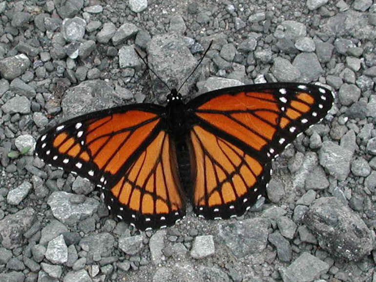 Viceroy Butterfly (Limenitis archippus) - 05
