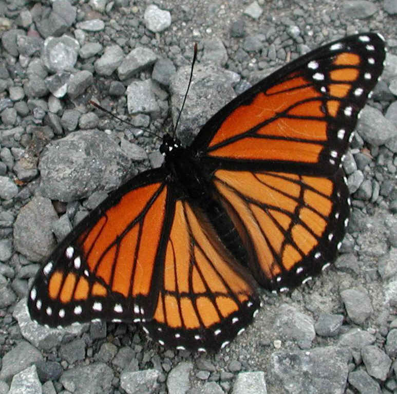 Viceroy Butterfly (Limenitis archippus) - 06