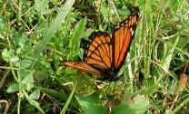 Viceroy Butterfly (Limenitis archippus) - 01