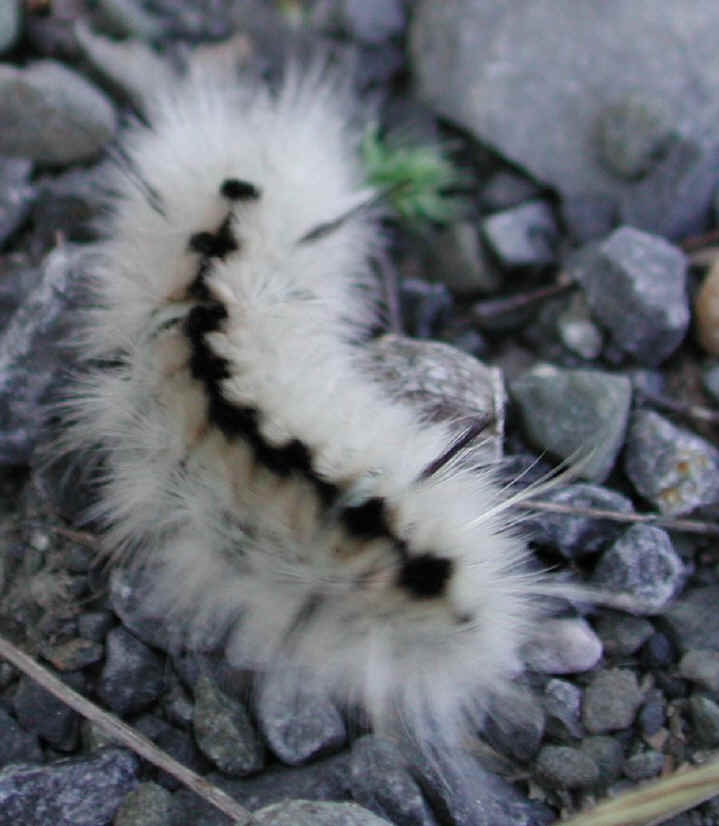 glf-spapatelodes2.jpg (316430 bytes)