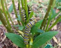 Monarch Caterpillar (Danaus plexippus)