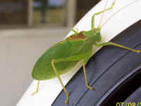 Katydid Grasshoppers (Tettigoniidae) - 08